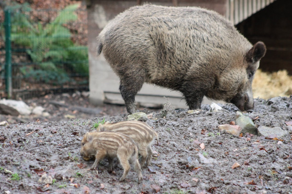 Wildschwein mit zwei Frischlingen