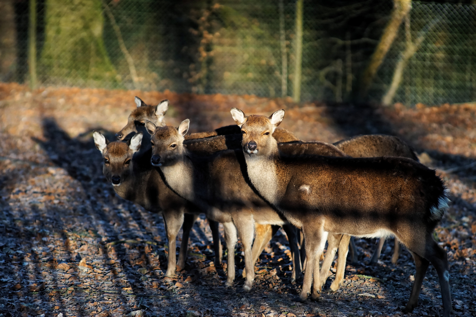 Wild im Tierpark Olderdissen