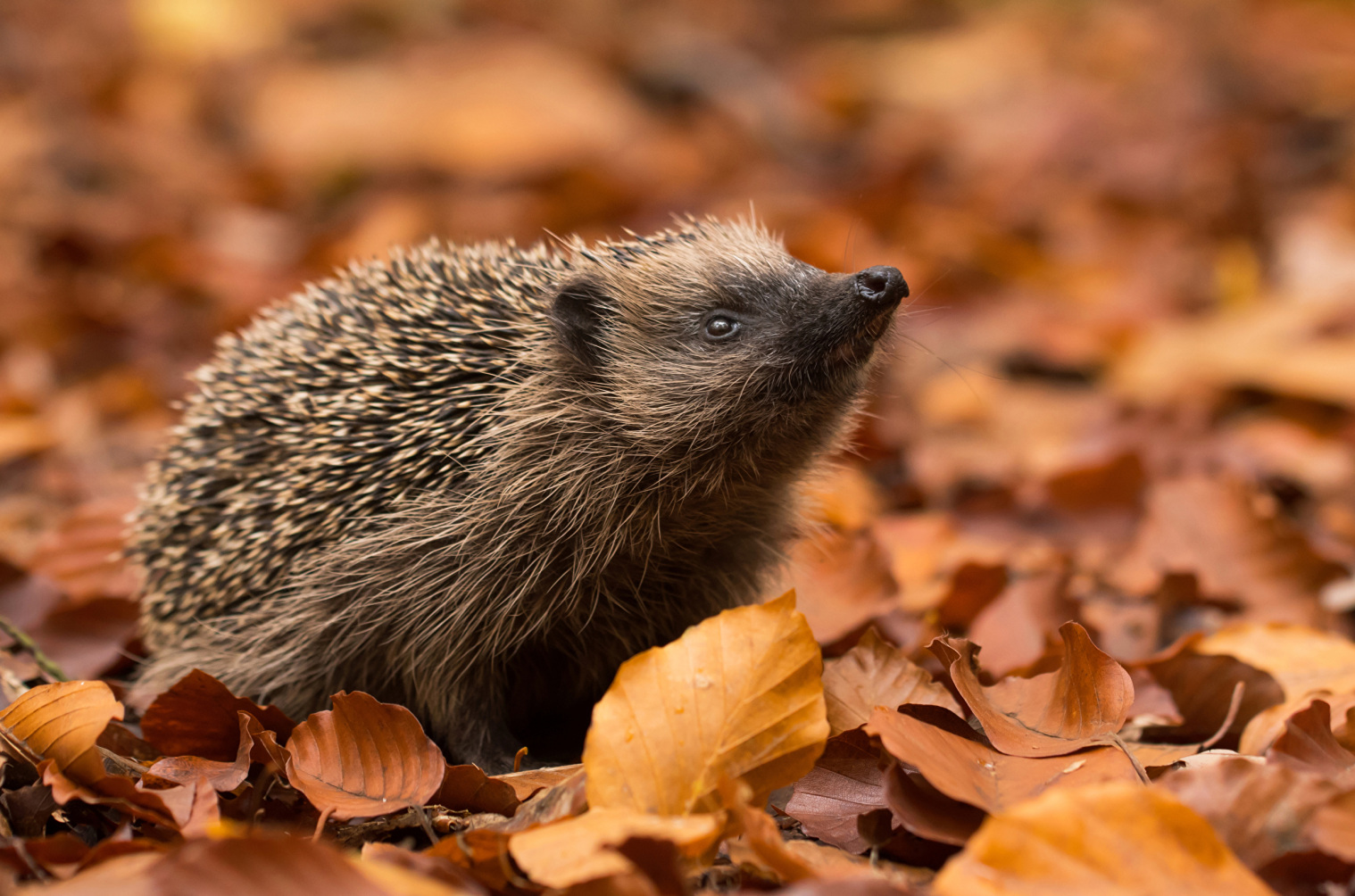 Igel im Herbst