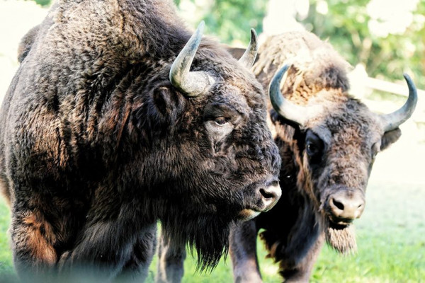 Wisente im Tierpark Olderdissen