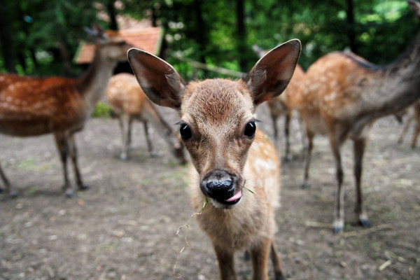 Sikahirsch im Tierpark Olderdissen