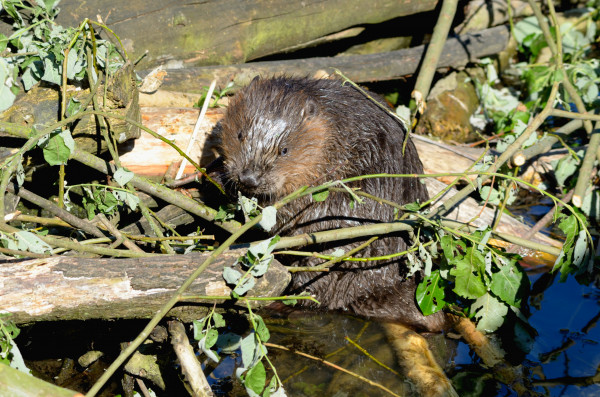 Biber im Tierpark Olderdissen