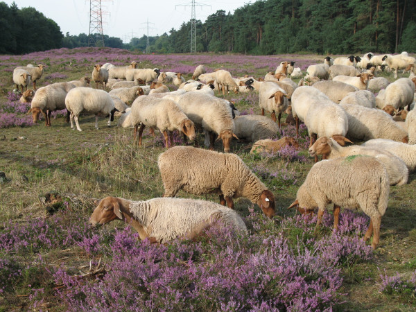 Schafbeweidung auf Heideflächen