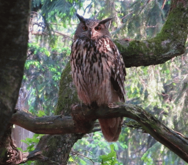 Uhu; © Biologische Station Gütersloh/ Bielefeld, Claudia Quirini