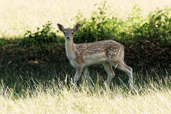 Damwild Kalb Foto Steven McAlpine