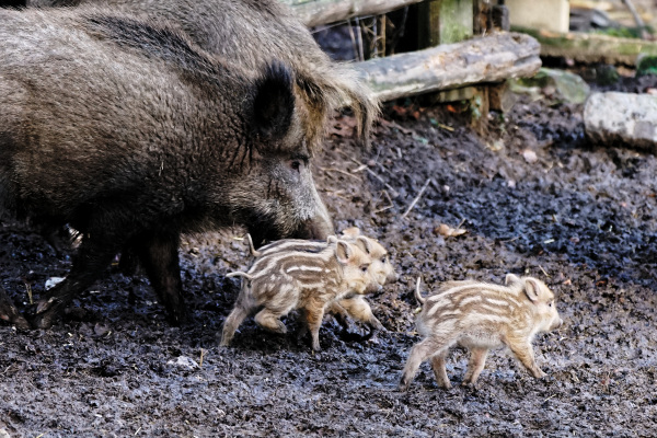 Frischlinge im Tierpark Olderdissen