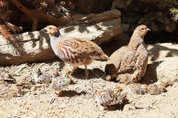 Die Rebhühner mit ihrem Nachwuchs im Tierpark Olderdissen