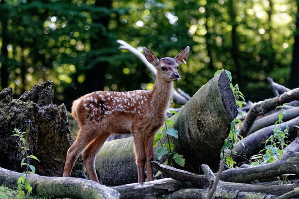 Rothirsch Kalb Foto Steven-McAlpine