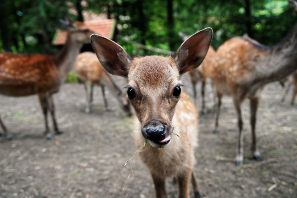 Sikawild Kalb Foto Steven McAlpine