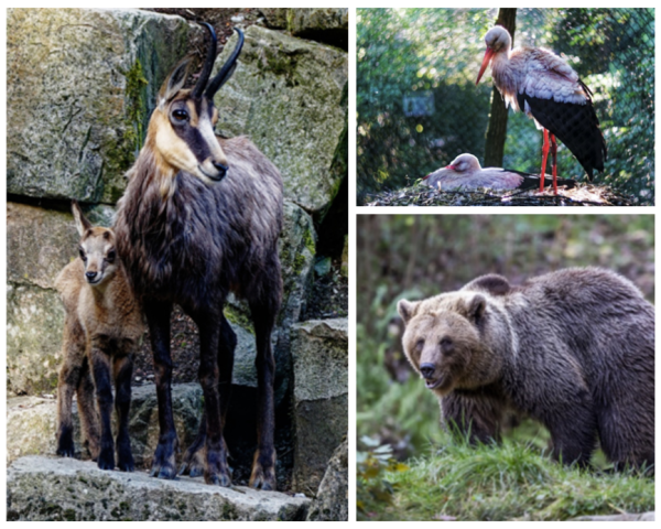 Die Tiere im Tier-Park