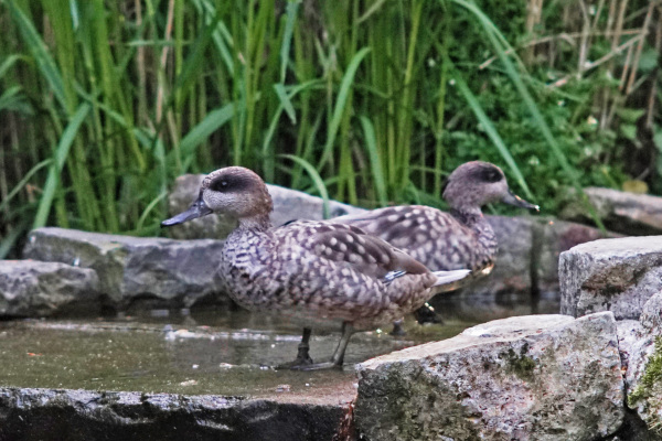 Diese beiden Marmelenten haben jüngst im Tierpark Olderdissen Quartier bezogen. Foto: Steve McAlpine Diese beiden Marmelenten haben jüngst im Tierpark Olderdissen Quartier bezogen. Foto: Steve McAlpine
