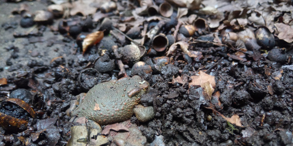 Erdkröte eingegraben am Boden eines Keller-Lichtschachtes Erdkröte eingegraben am Boden eines Keller-Lichtschachtes