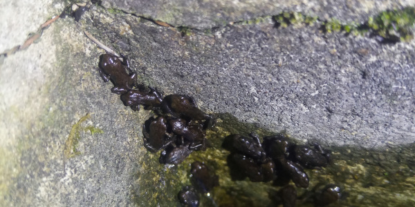 Junge Erdkröten versuchen die Wand eines Wasserbeckens zu erklettern