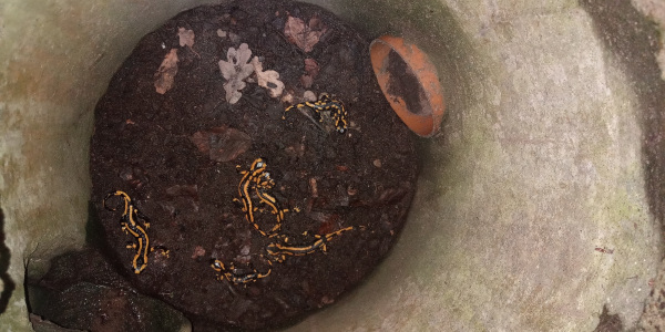 Feuersalamander gefangen in einem Schacht