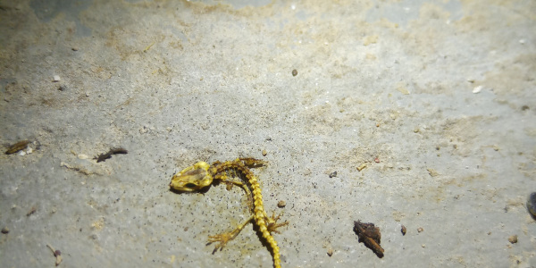 In einem Keller vertrockneter Molch In einem Keller vertrockneter Molch