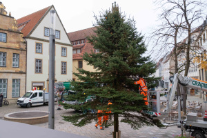 Der Weihnachtsbaum steht auf dem alten Markt