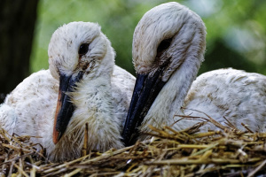 Zwei junge Störche hocken im Nest nebeneinander. 